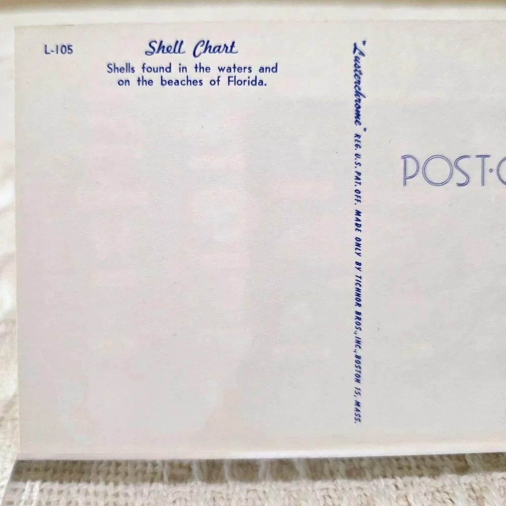 Vintage Shell Chart Waters Beaches of Florida Lusterchrome Tichnor Postcard UNP